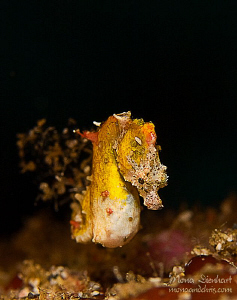 tiny, tiny by Mona Dienhart 